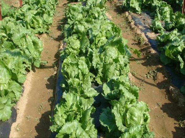 城市蔬菜與農(nóng)村蔬菜的區(qū)別。